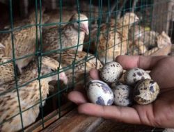 Berawal dari 100 Ekor, Sahabat Puyuh Hataswa Kini Menjadi Pemasok Telur Puyuh Berkualitas