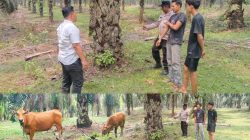 Polsek Rambah Hilir Tangkap DS Alias D, Pelaku Pencurian 4 Ekor Sapi di Lubuk Kerapat