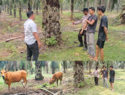 Polsek Rambah Hilir Tangkap DS Alias D, Pelaku Pencurian 4 Ekor Sapi di Lubuk Kerapat