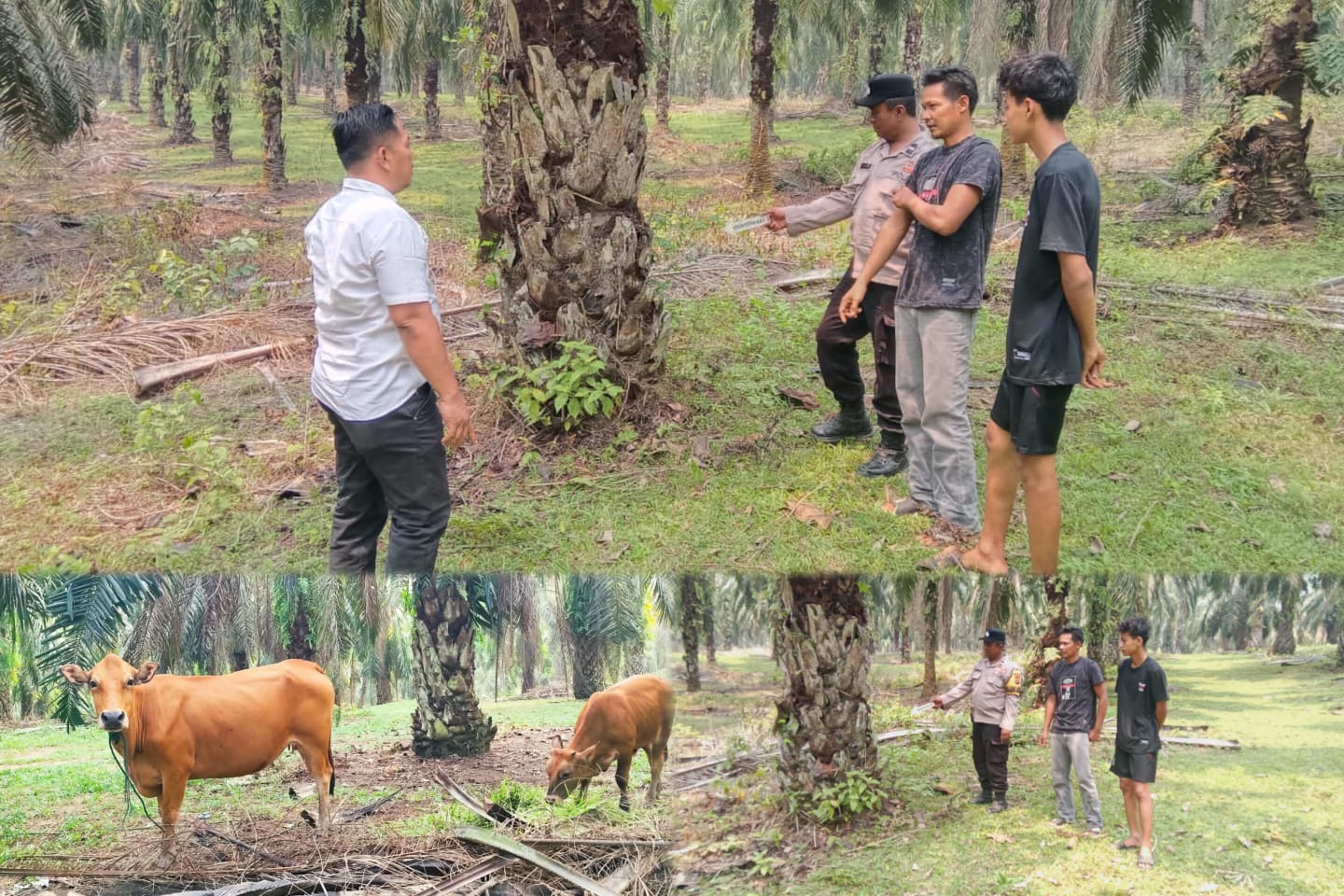 Pencurian Sapi di Rambah Hilir