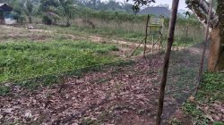Di Balik Pagar Jaring Singkong: Jejak CSR PT RSI dan Harapan Petani di Desa Suka Damai