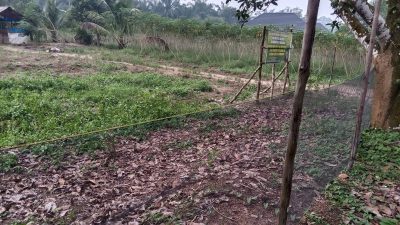 Kebun Singkong Ilham S Lubis