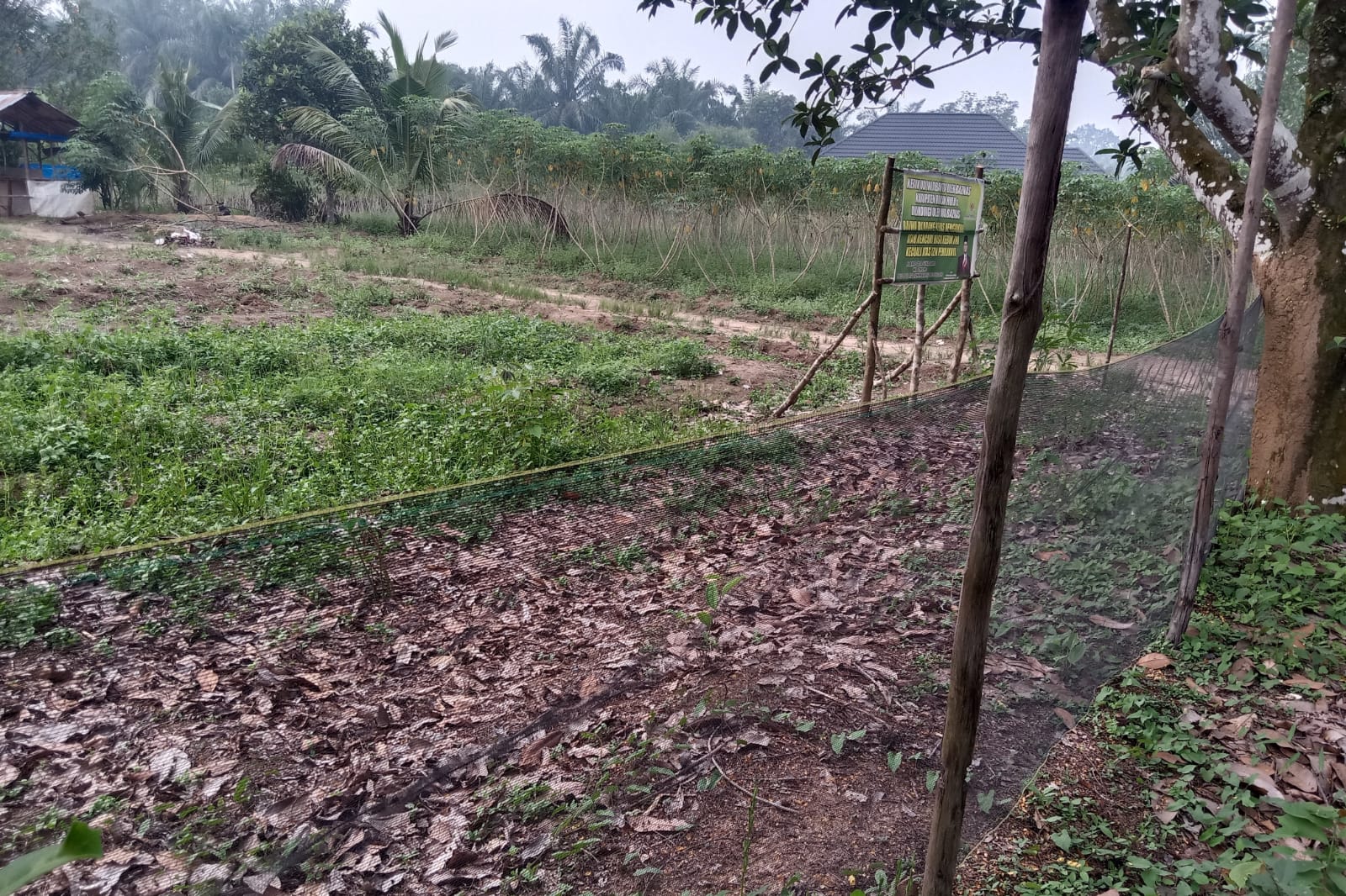 Kebun Singkong Ilham S Lubis